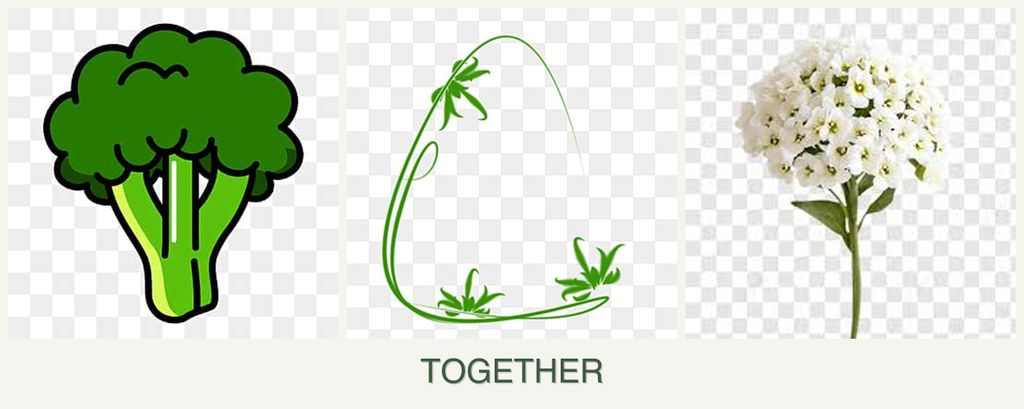 Can you plant broccoli, tarragon and alyssum together?