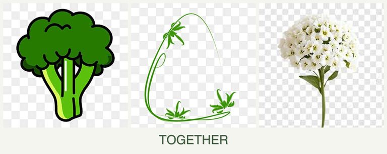 Can you plant broccoli, tarragon and alyssum together?