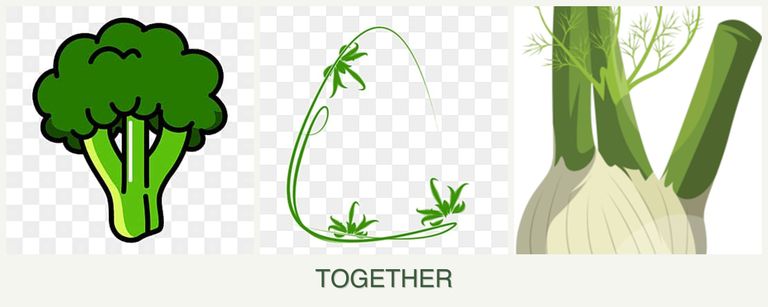 Can you plant broccoli, tarragon and fennel together?