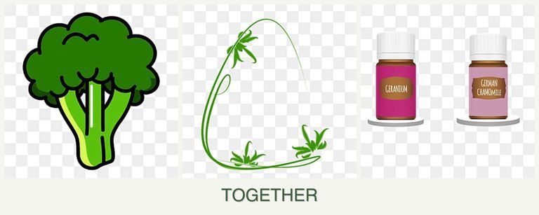 Can you plant broccoli, tarragon and geraniums together?
