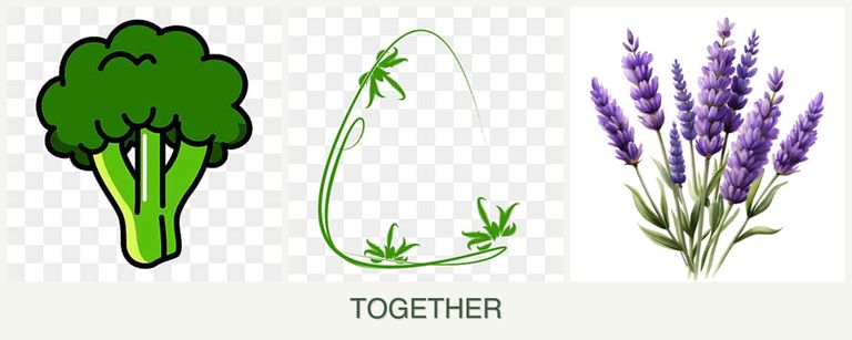 Can you plant broccoli, tarragon and lavender together?