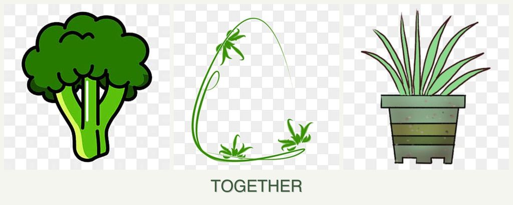 Can you plant broccoli, tarragon and lemongrass together?