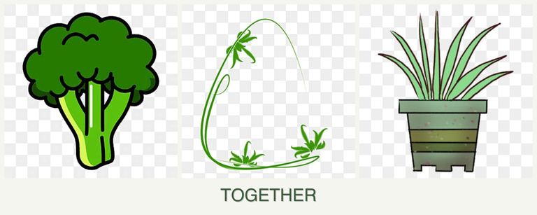Can you plant broccoli, tarragon and lemongrass together?