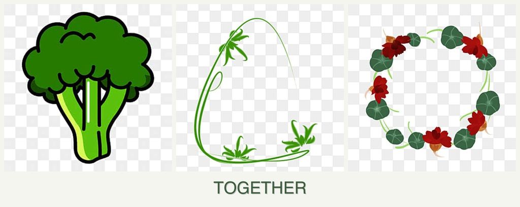 Can you plant broccoli, tarragon and nasturtiums together?