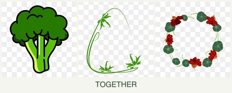 Can you plant broccoli, tarragon and nasturtiums together?