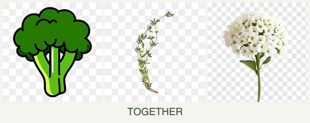 Can you plant broccoli, thyme and alyssum together?