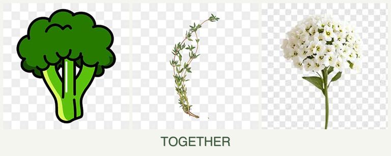 Can you plant broccoli, thyme and alyssum together?
