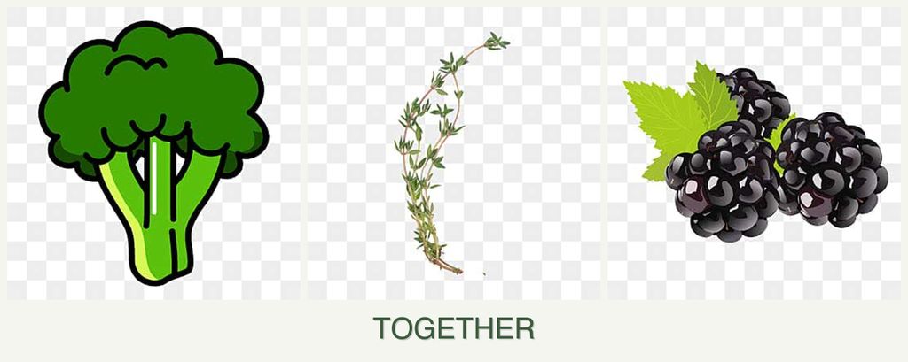 Can you plant broccoli, thyme and blackberries together?