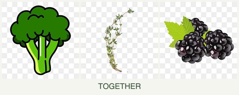 Can you plant broccoli, thyme and blackberries together?