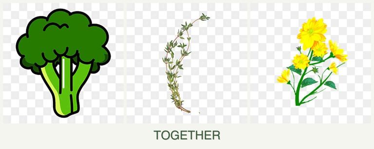 Can you plant broccoli, thyme and calendula together?