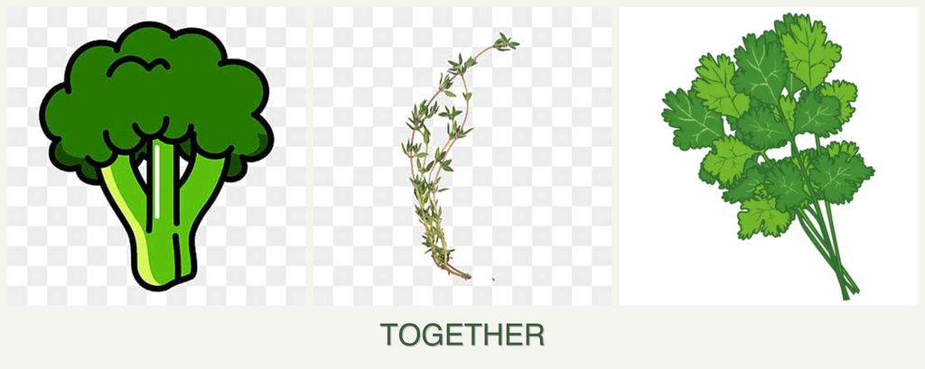 Can you plant broccoli, thyme and cilantro together?