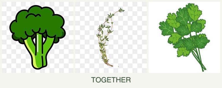 Can you plant broccoli, thyme and cilantro together?