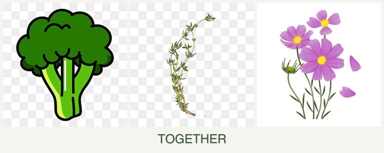 Can you plant broccoli, thyme and cosmos together?