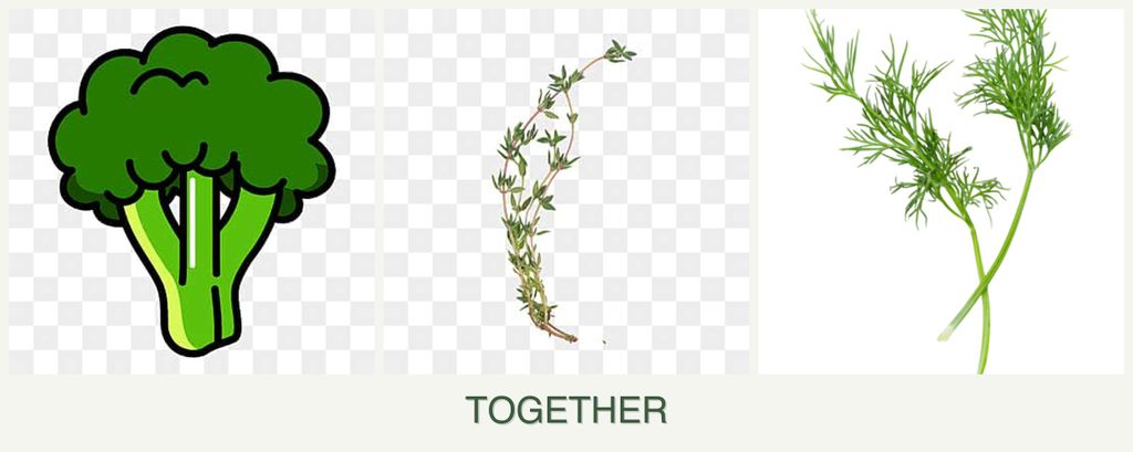 Can you plant broccoli, thyme and dill together?