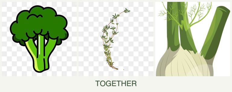 Can you plant broccoli, thyme and fennel together?