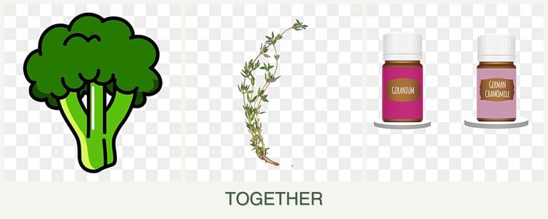 Can you plant broccoli, thyme and geraniums together?