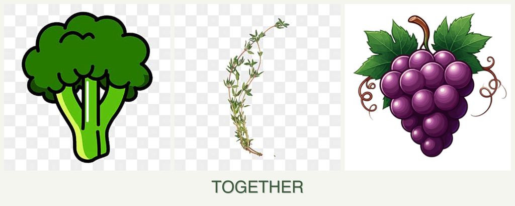 Can you plant broccoli, thyme and grapes together?