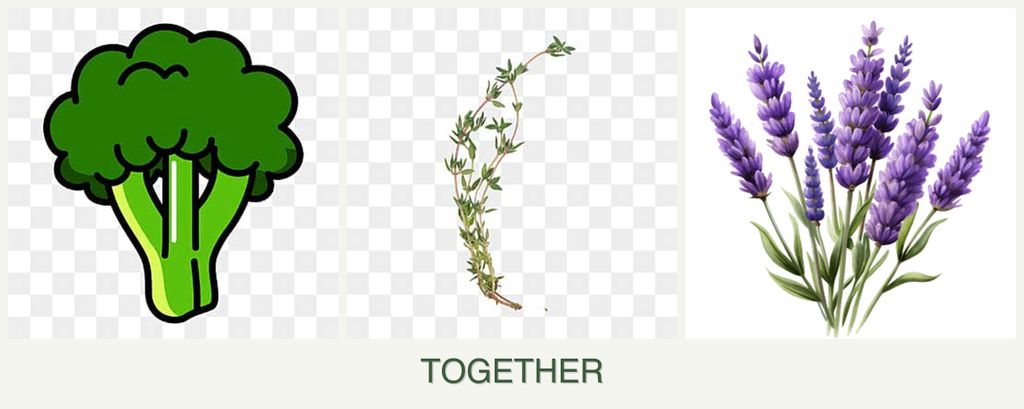 Can you plant broccoli, thyme and lavender together?