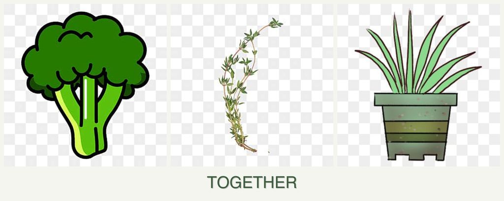 Can you plant broccoli, thyme and lemongrass together?