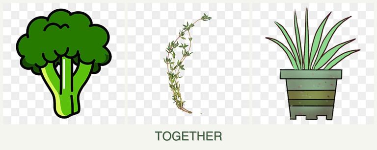 Can you plant broccoli, thyme and lemongrass together?