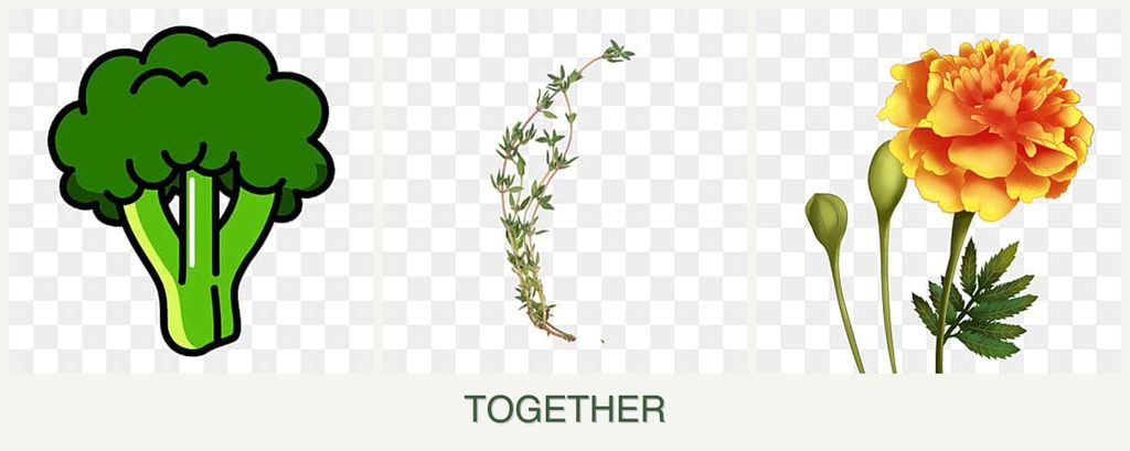 Can you plant broccoli, thyme and marigolds together?