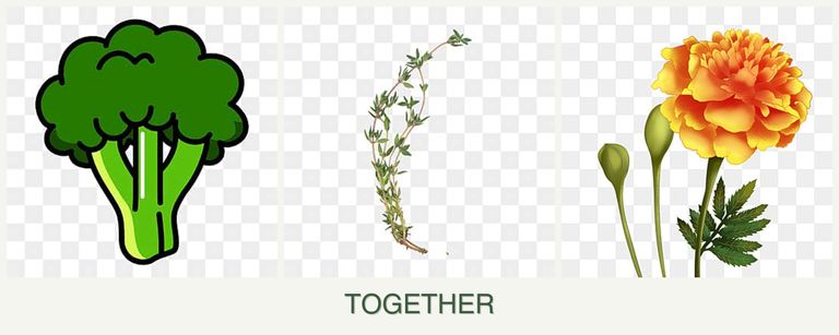 Can you plant broccoli, thyme and marigolds together?