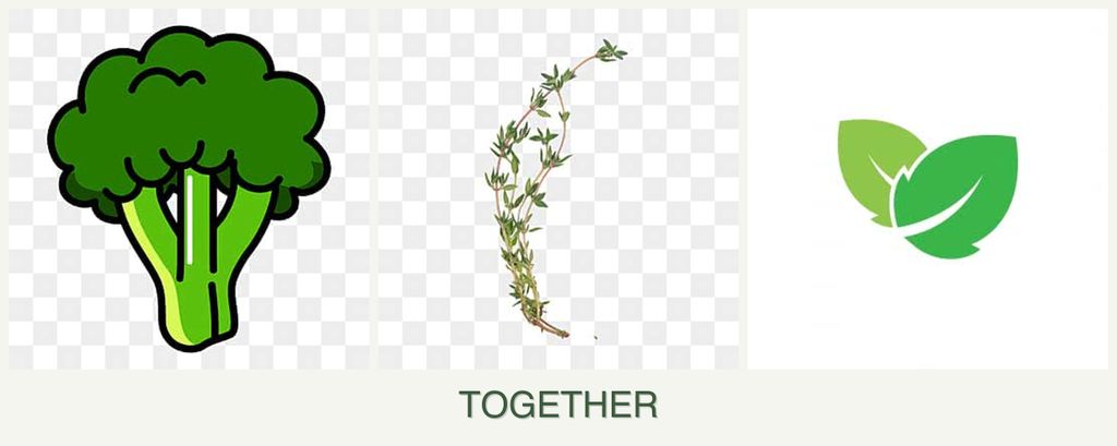 Can you plant broccoli, thyme and mint together?