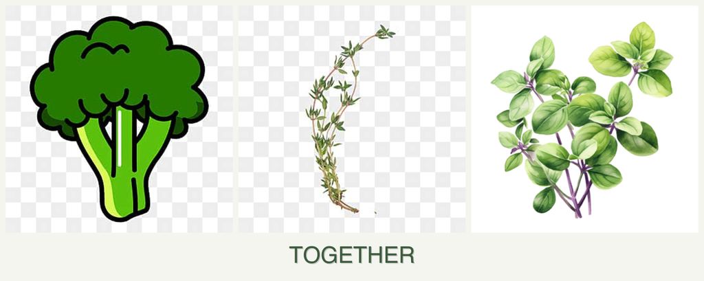 Can you plant broccoli, thyme and oregano together?