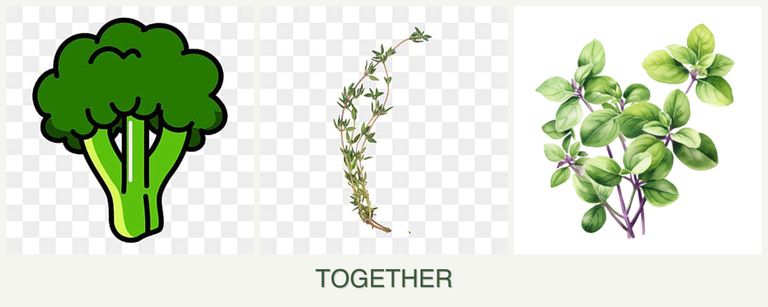 Can you plant broccoli, thyme and oregano together?