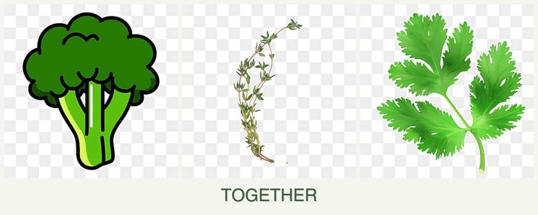 Can you plant broccoli, thyme and parsley together?