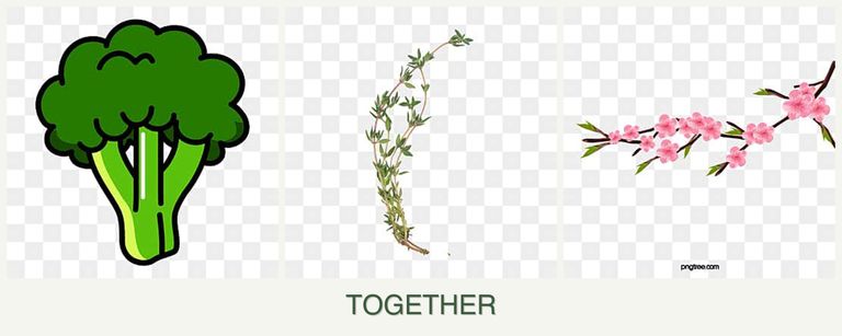 Can you plant broccoli, thyme and peaches together?