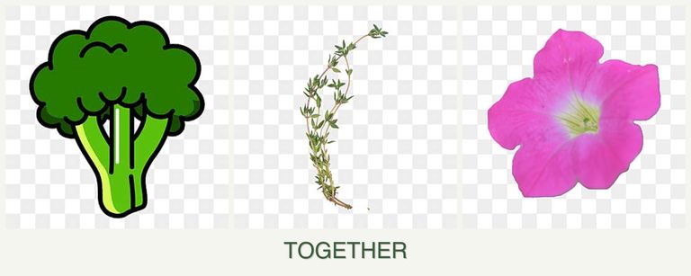 Can you plant broccoli, thyme and petunias together?