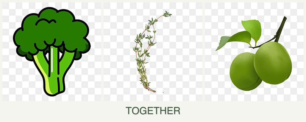 Can you plant broccoli, thyme and plums together?