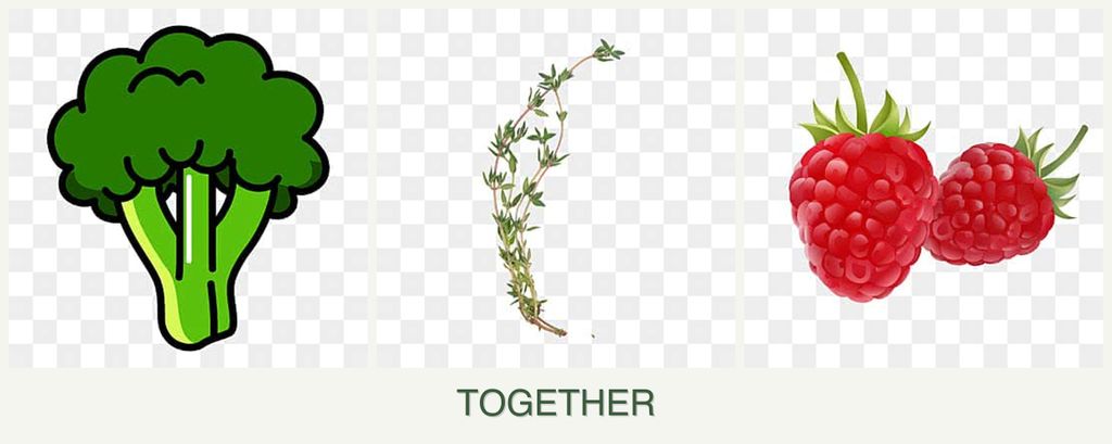 Can you plant broccoli, thyme and raspberries together?