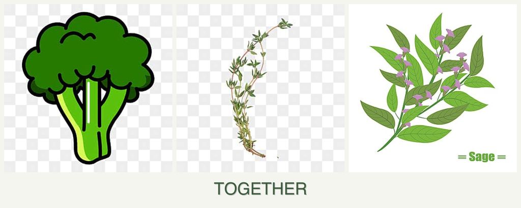 Can you plant broccoli, thyme and sage together?