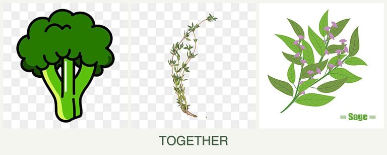 Can you plant broccoli, thyme and sage together?