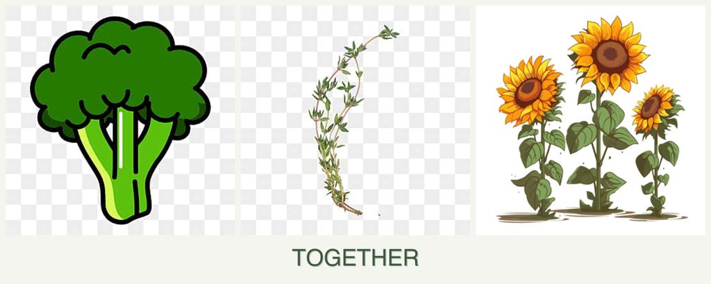 Can you plant broccoli, thyme and sunflowers together?