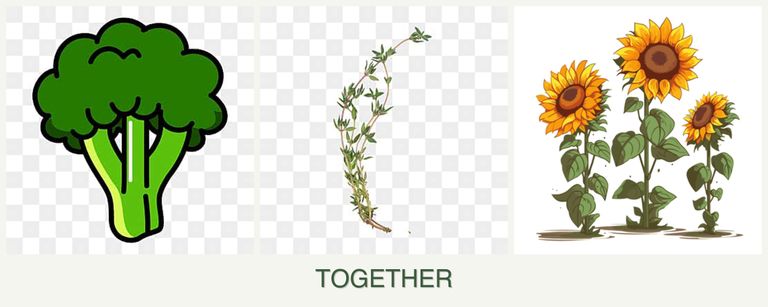 Can you plant broccoli, thyme and sunflowers together?