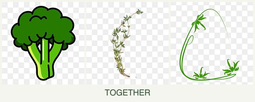 Can you plant broccoli, thyme and tarragon together?