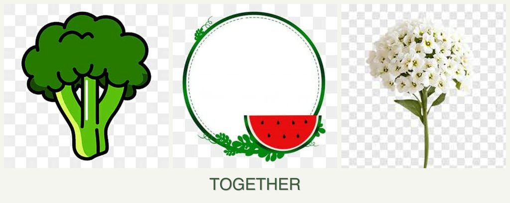 Can you plant broccoli, watermelons and alyssum together?