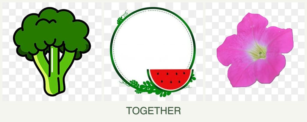 Can you plant broccoli, watermelons and petunias together?