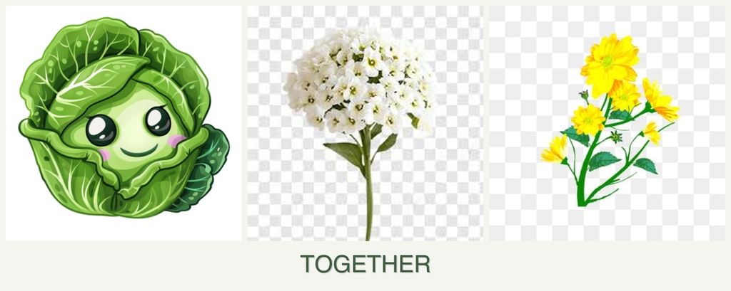 Can you plant cabbage, alyssum and calendula together?