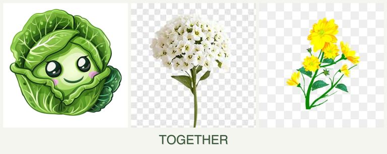 Can you plant cabbage, alyssum and calendula together?