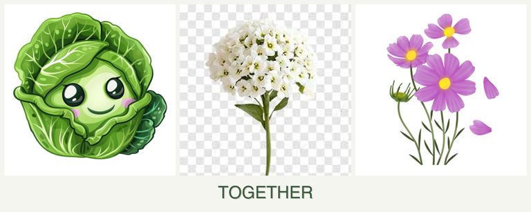 Can you plant cabbage, alyssum and cosmos together?