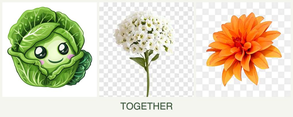 Can you plant cabbage, alyssum and dahlias together?