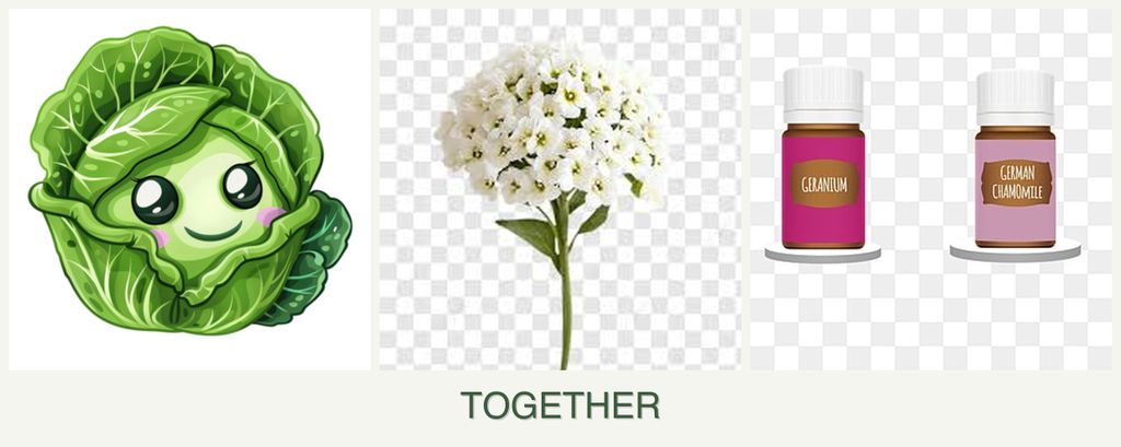 Can you plant cabbage, alyssum and geraniums together?