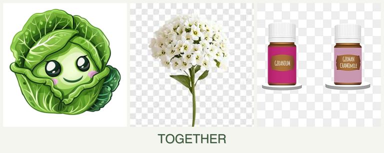 Can you plant cabbage, alyssum and geraniums together?