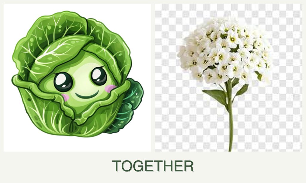 Can you plant cabbage and alyssum together?