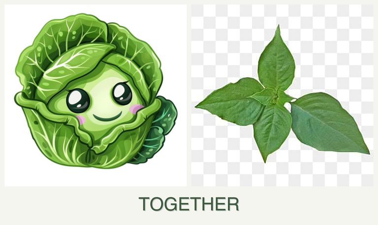 Can you plant cabbage and basil together?