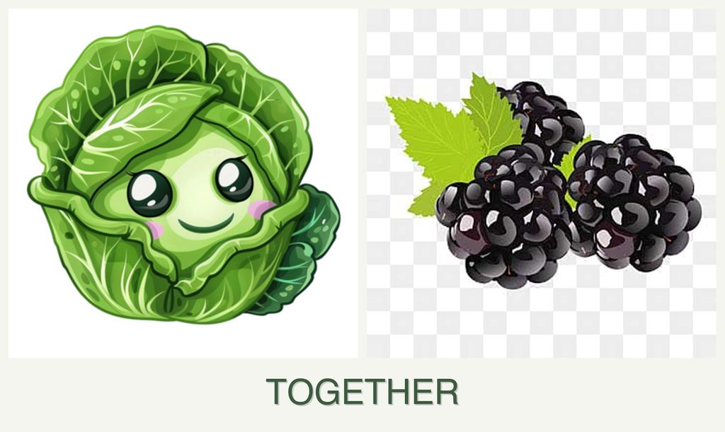 Can you plant cabbage and blackberries together?
